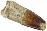 Fossil Spinosaurus Tooth - Real Dinosaur Tooth #311786-1